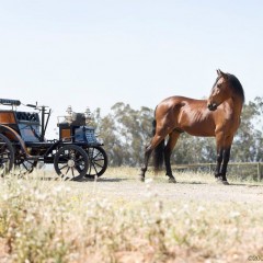1898_Benz_Ideal